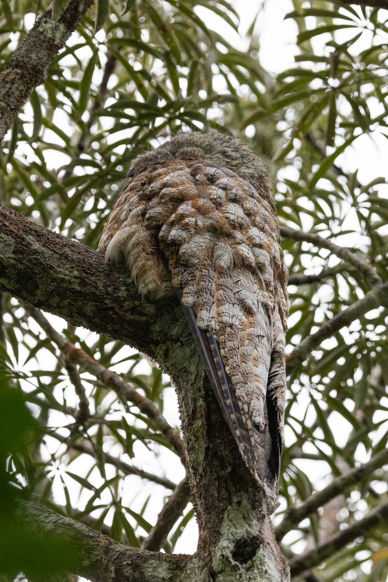 Great Potoo - ML630887988