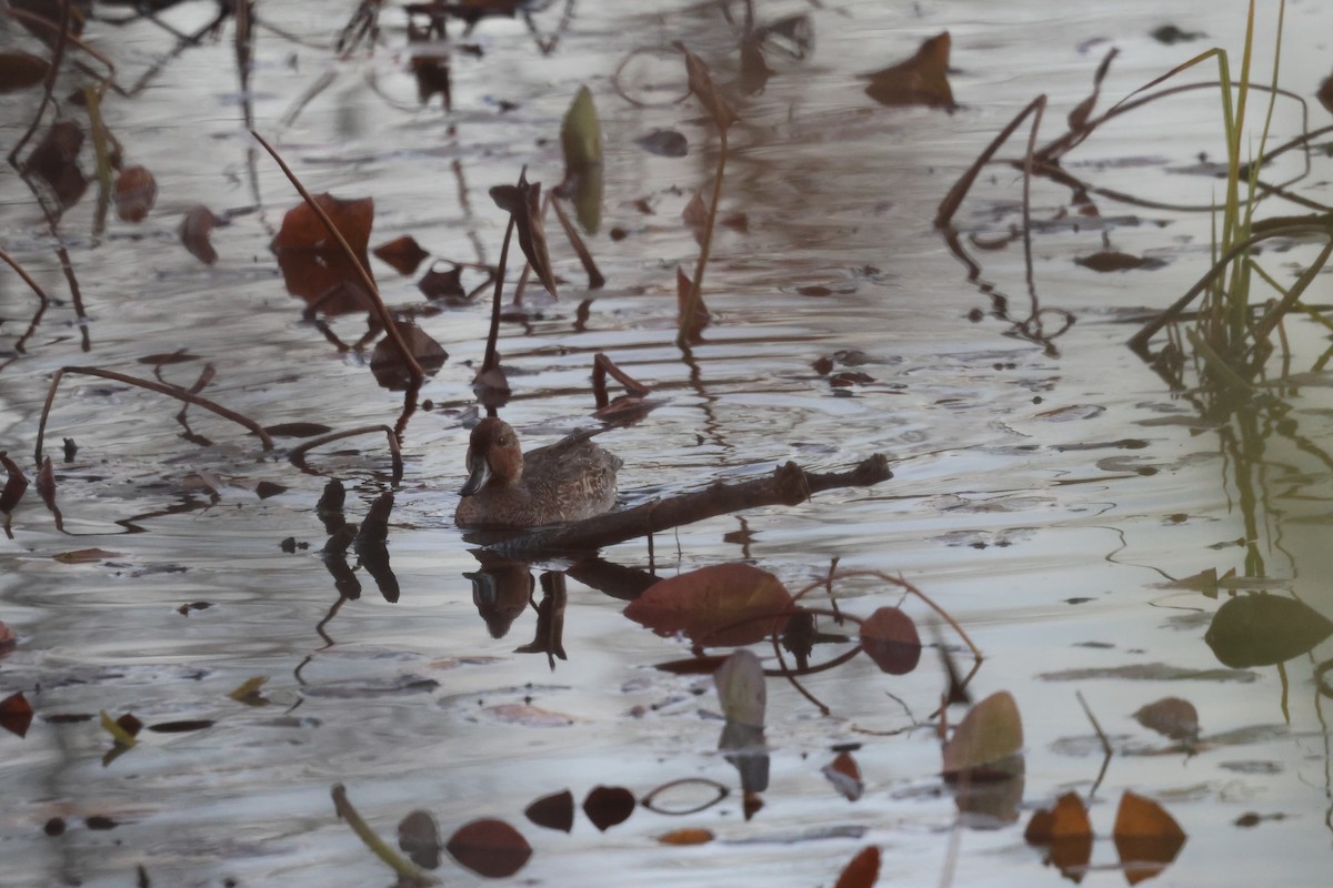 Ногоохон нугас - ML630888153