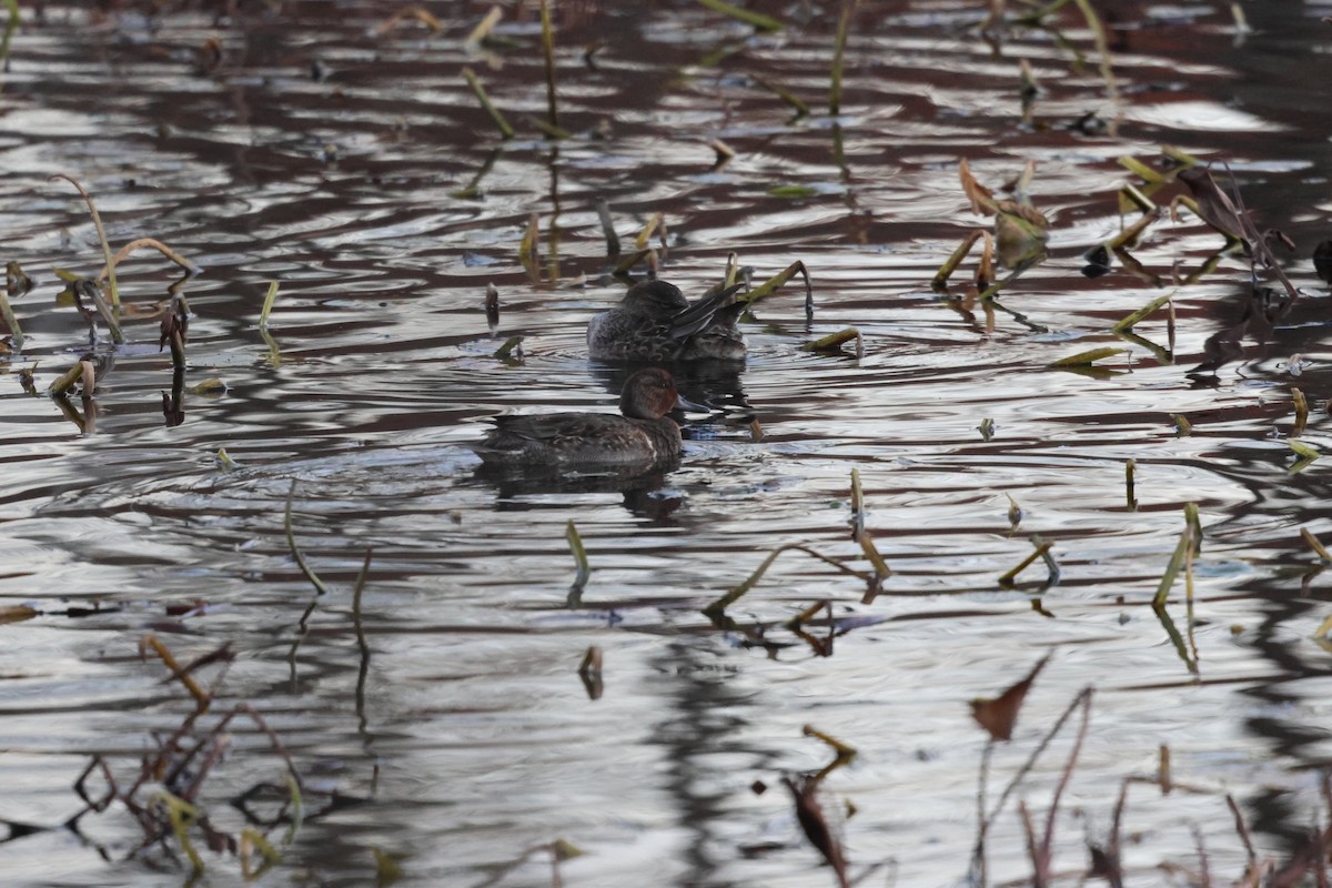 Ногоохон нугас - ML630888159