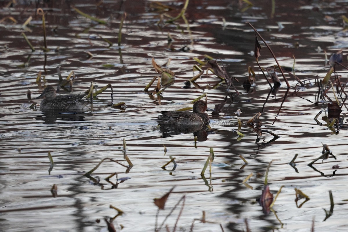 Ногоохон нугас - ML630888170