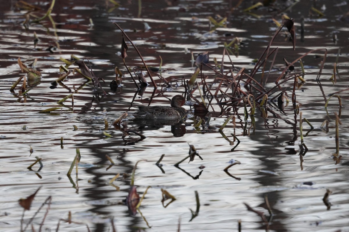 Ногоохон нугас - ML630888186