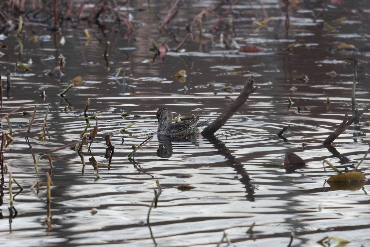 Ногоохон нугас - ML630888202