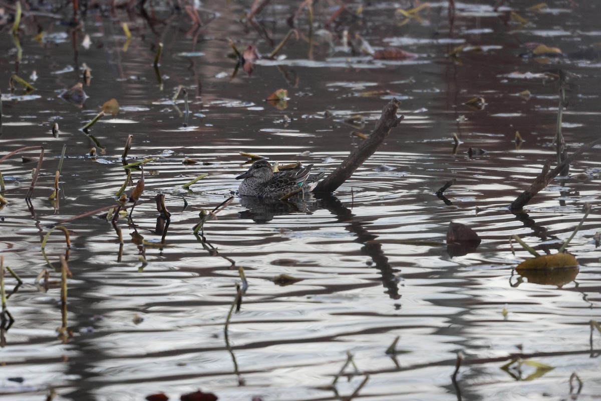 Ногоохон нугас - ML630888210