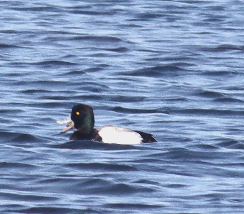 Greater Scaup - ML630888324