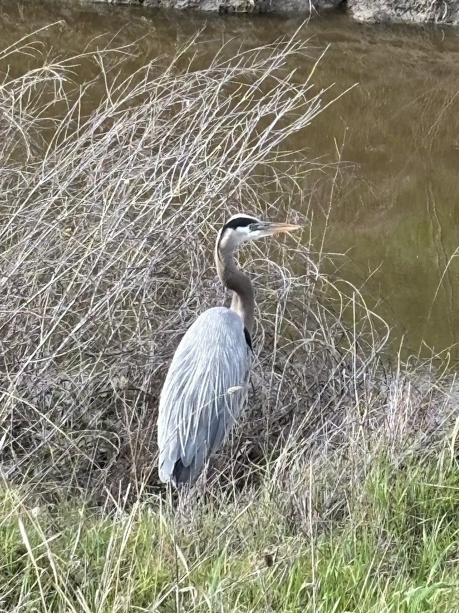 אנפה אמריקנית - ML630888428