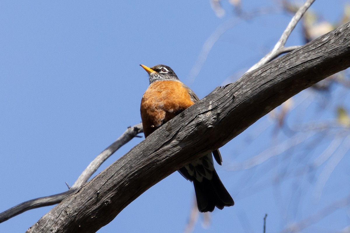 American Robin - ML630888454