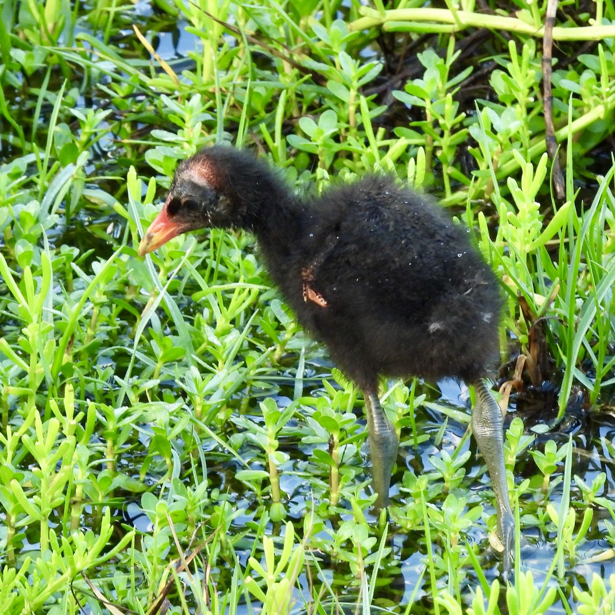 Amerikateichhuhn - ML630888502