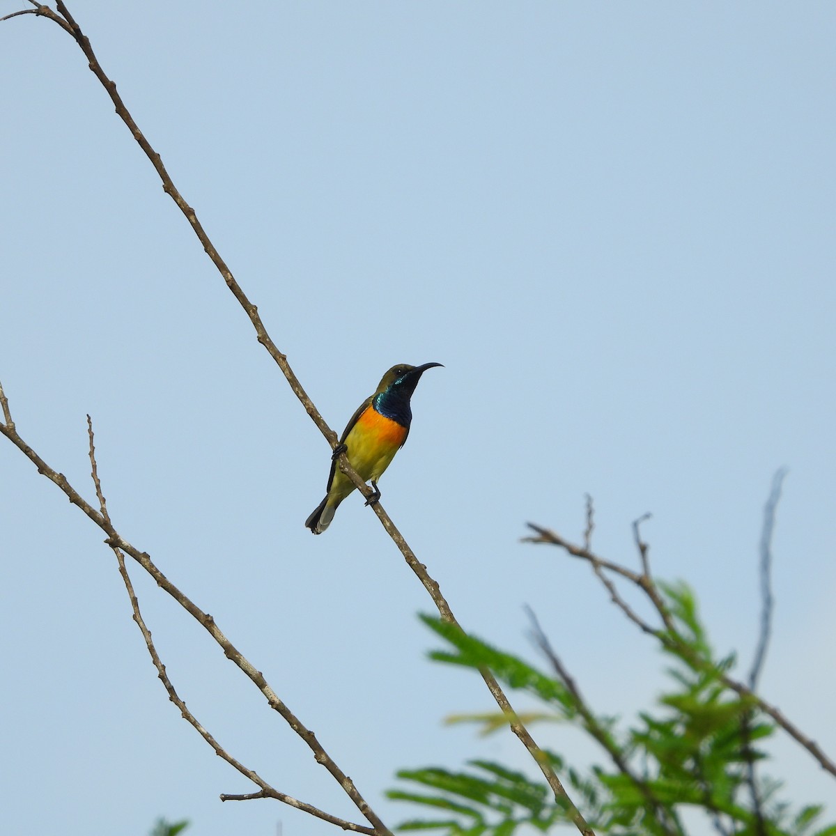 Palawan Sunbird - ML630888689