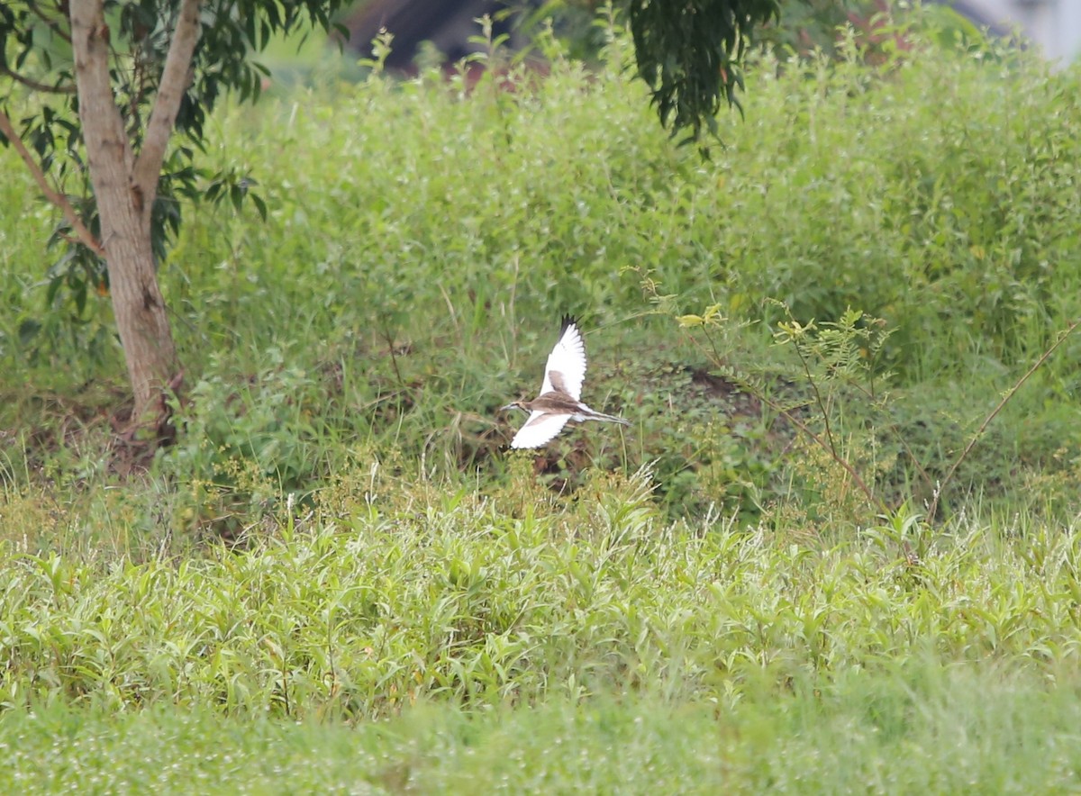 Jacana à longue queue - ML630889000