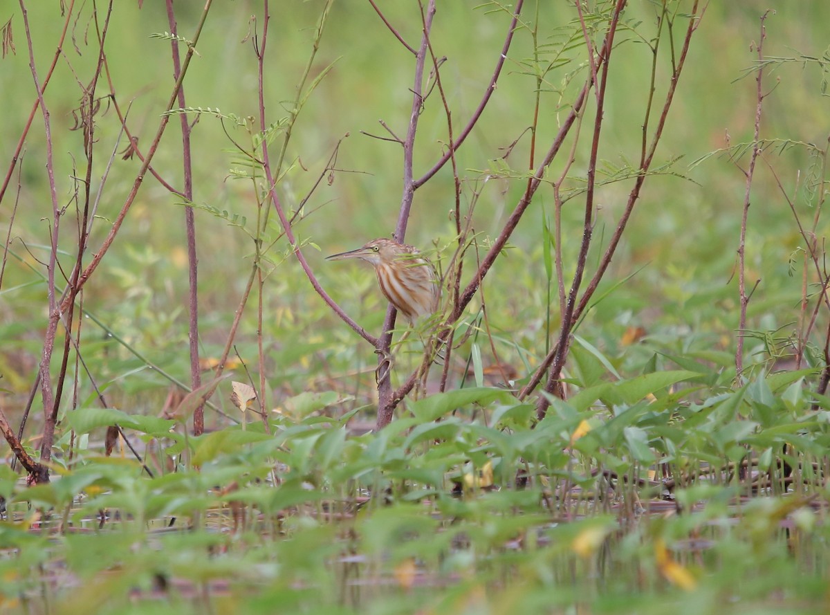 Blongios cannelle - ML630889003