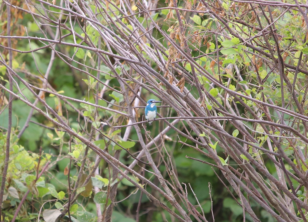 Martin-pêcheur aigue-marine - ML630889011