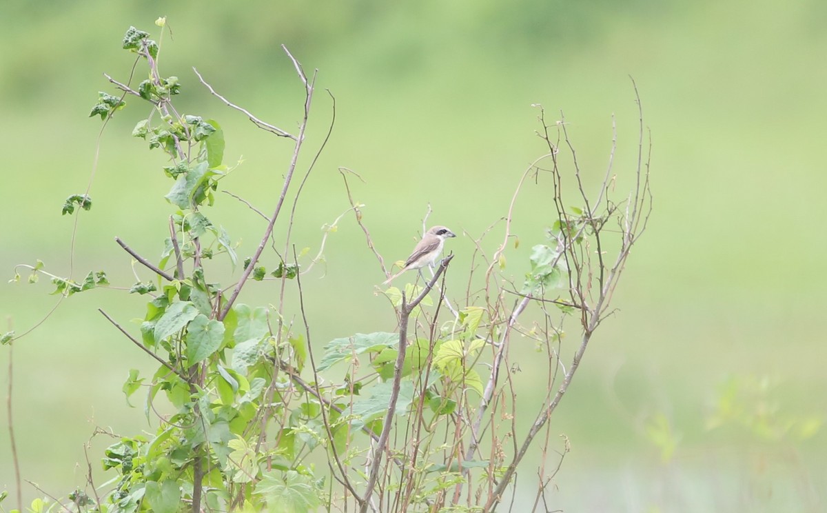 Pie-grièche brune - ML630889021