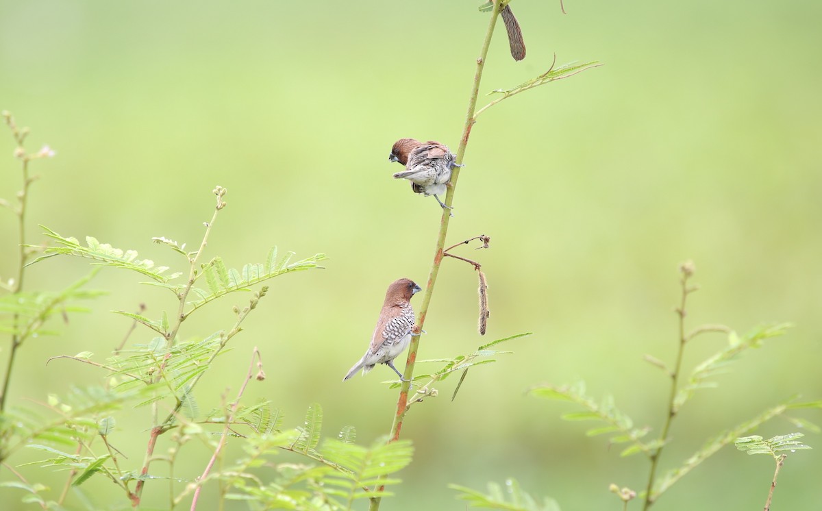 Capucin damier - ML630889042