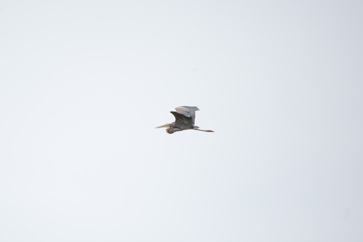 Héron pourpré - ML630889043