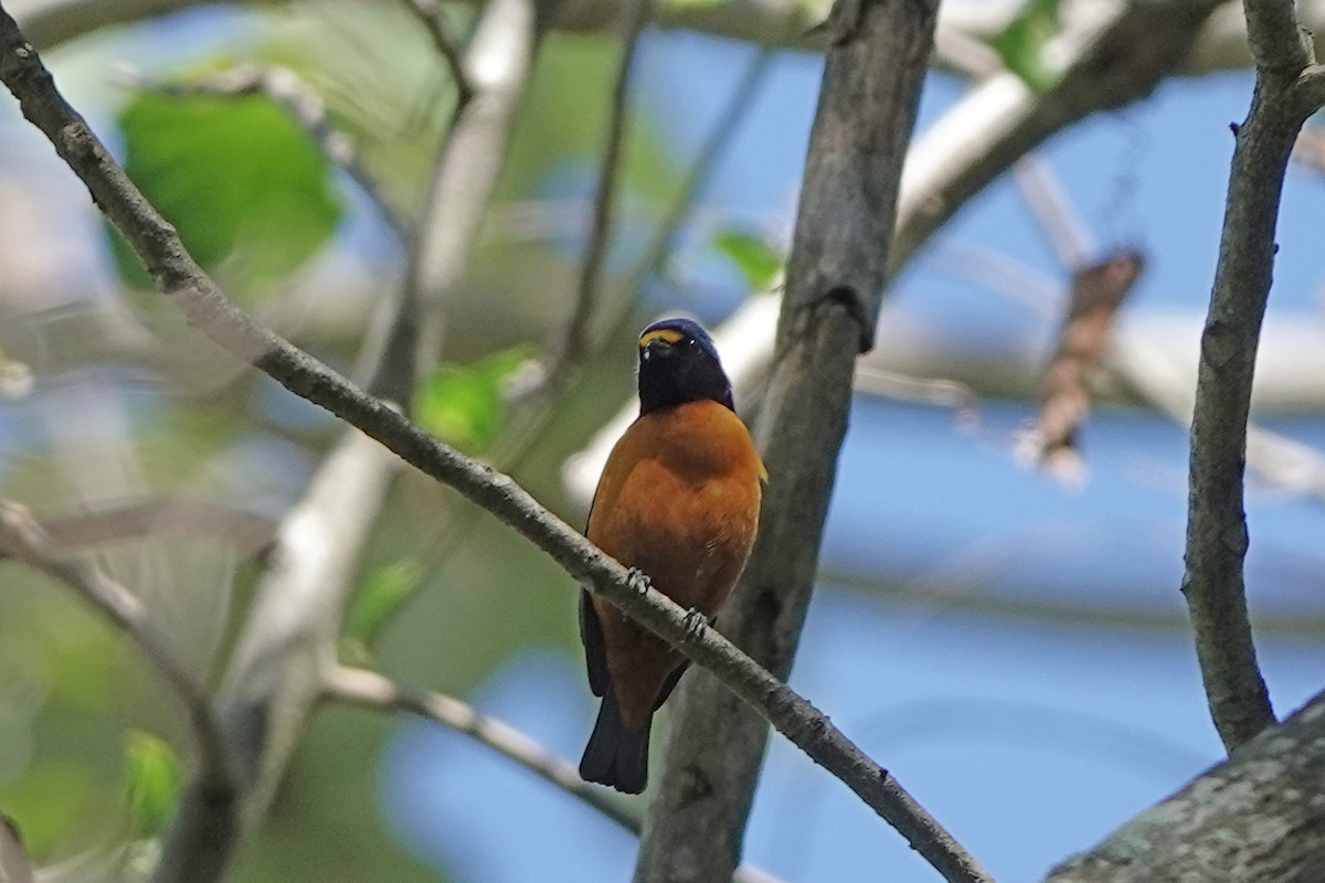 Hispaniolan Euphonia - ML630889265
