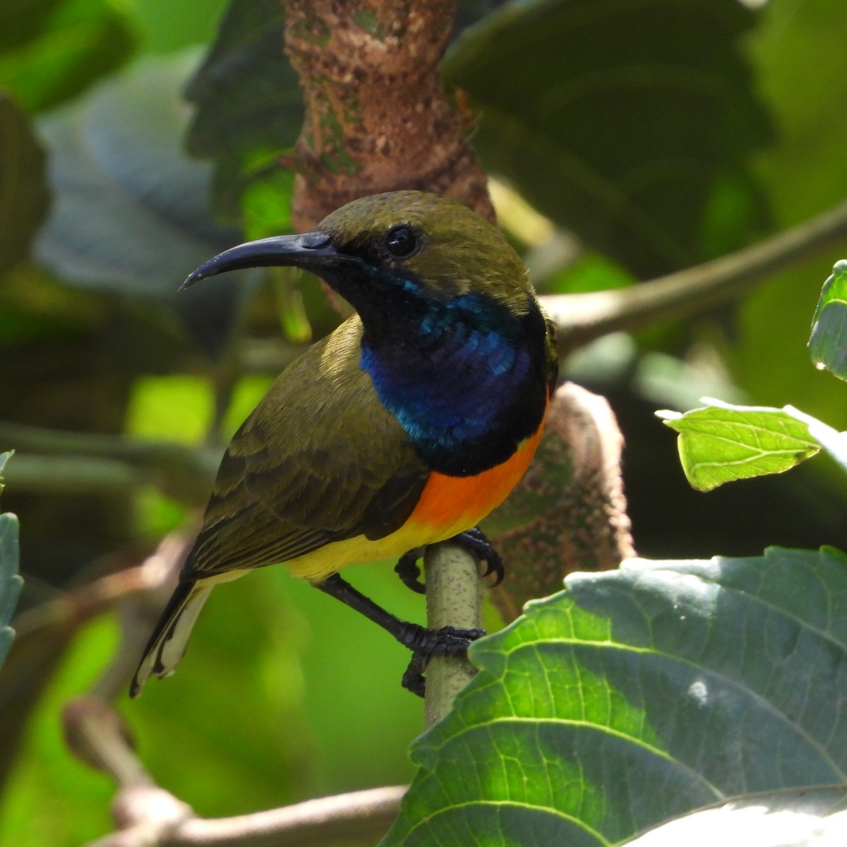 Palawan Sunbird - ML630889391