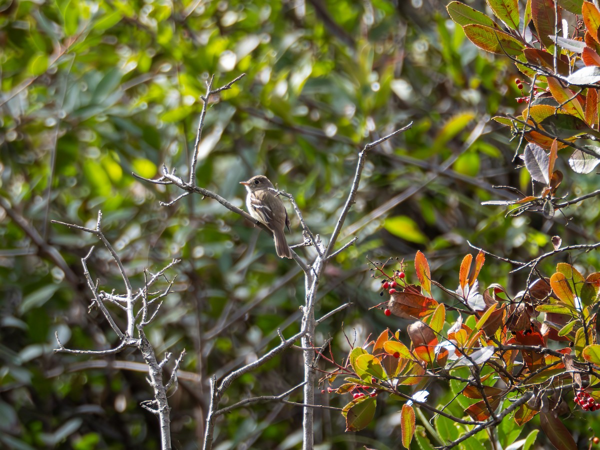 Least Flycatcher - ML630889411