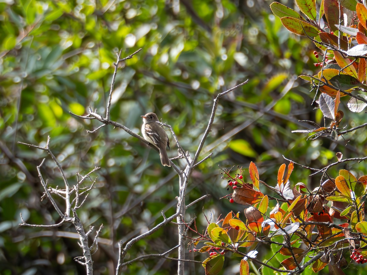 Least Flycatcher - ML630889412