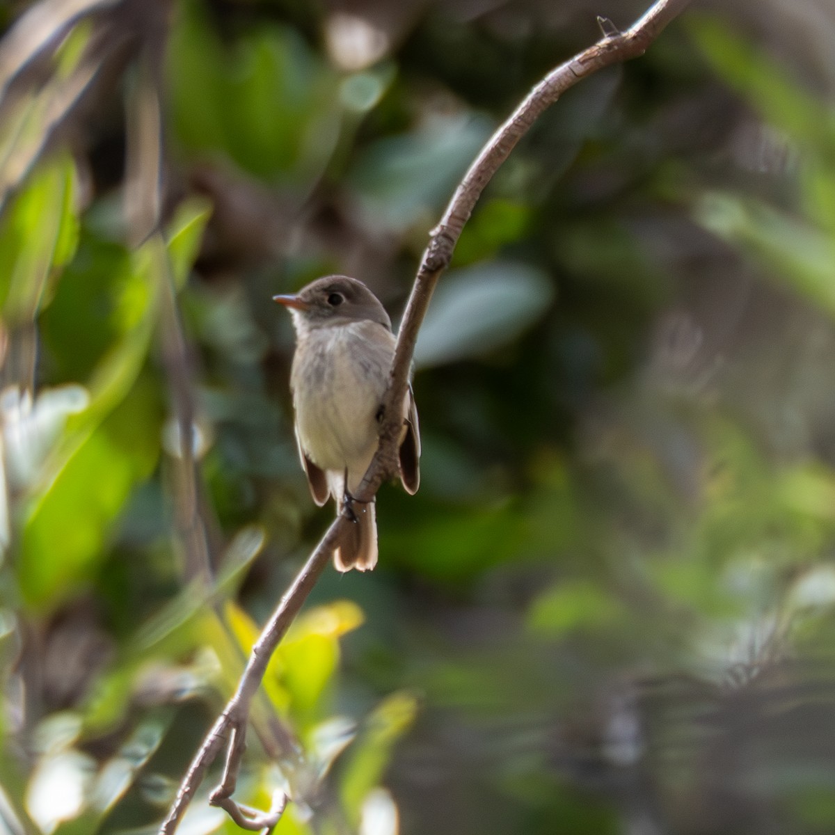 Least Flycatcher - ML630889414