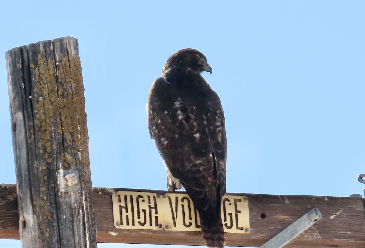 Red-tailed Hawk - ML630889877