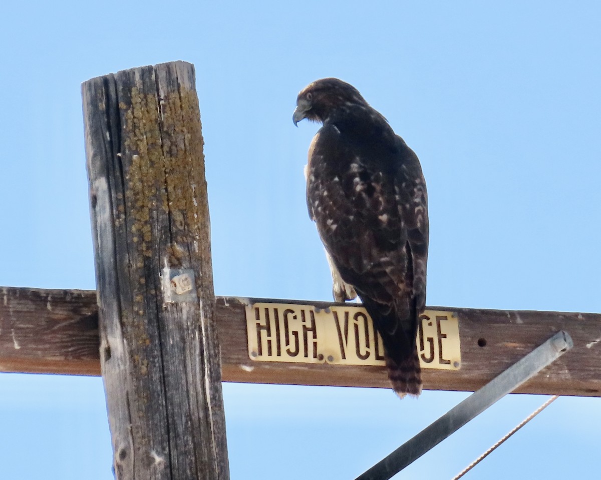 Red-tailed Hawk - ML630889881