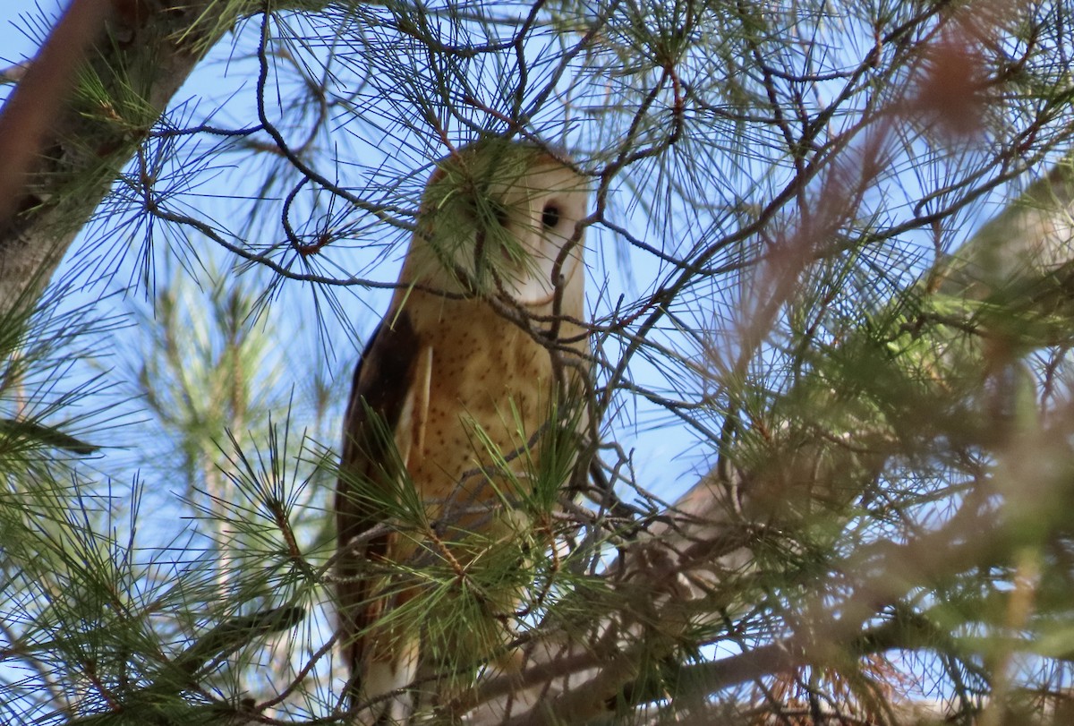 American Barn Owl - ML630889884