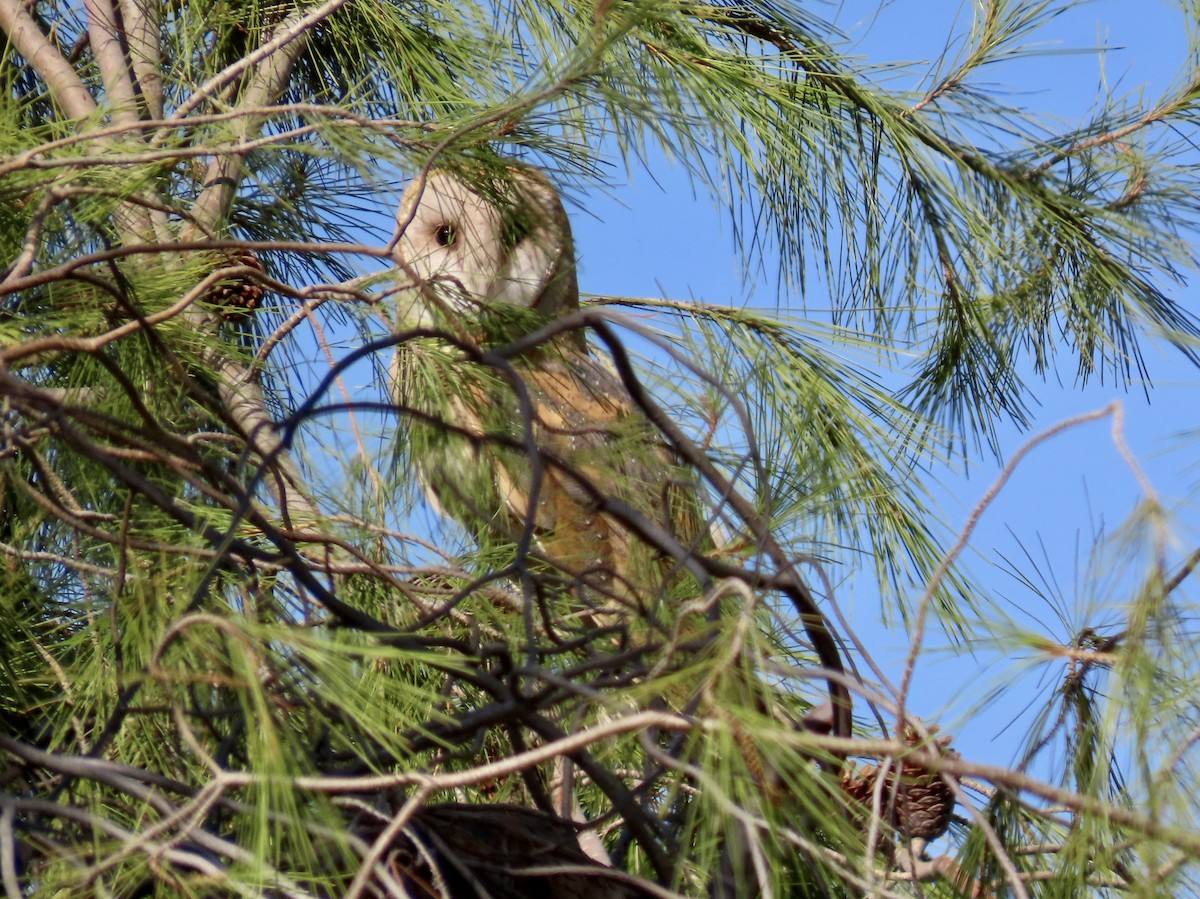 American Barn Owl - ML630889887
