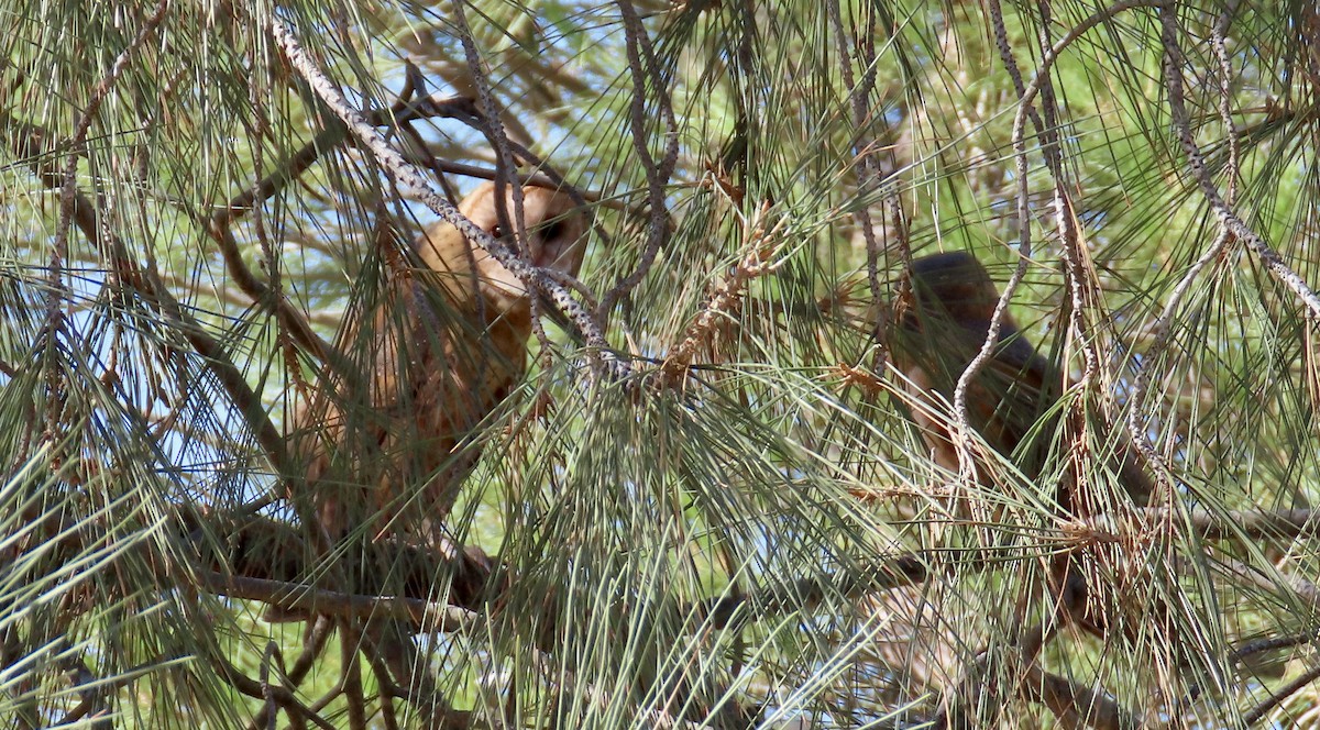 American Barn Owl - ML630889891