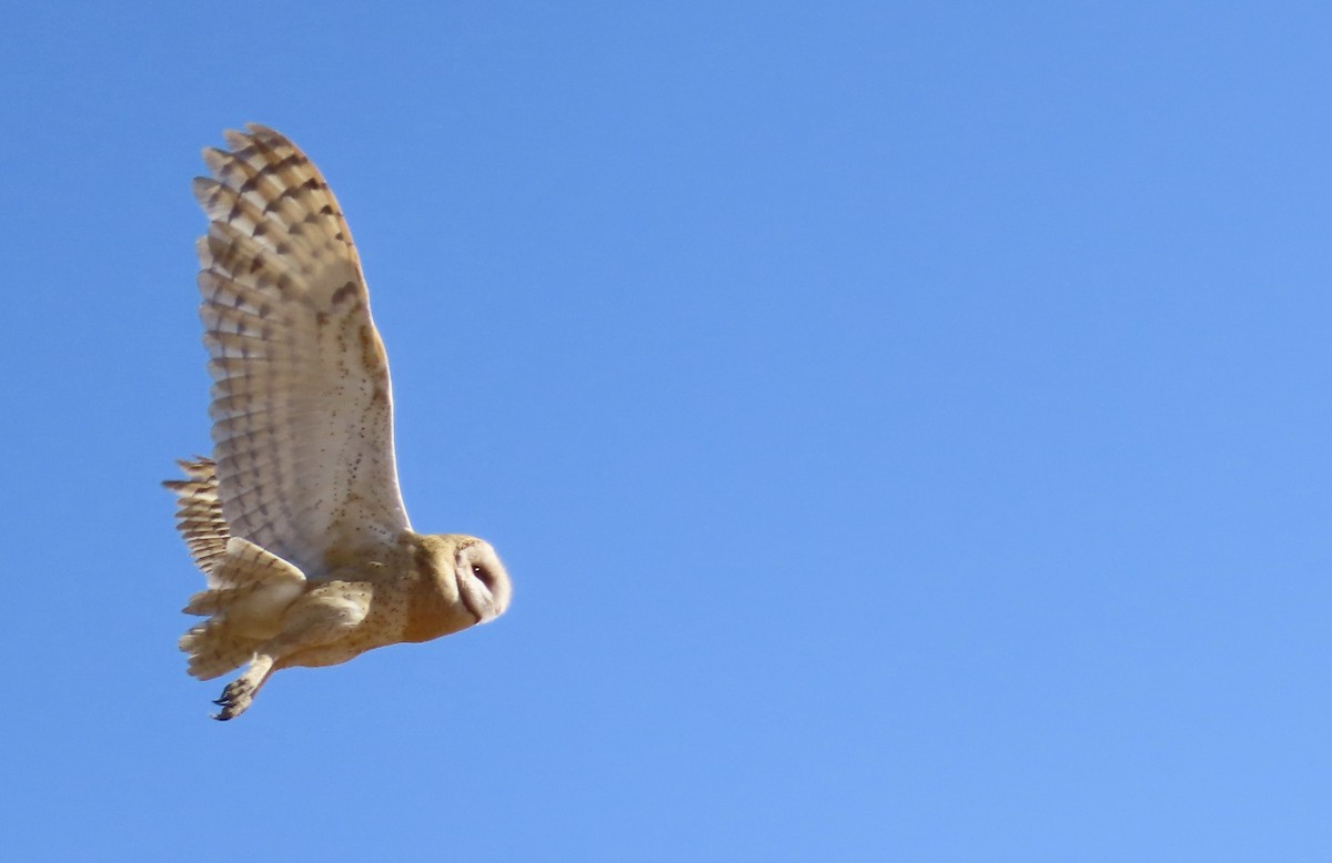 American Barn Owl - ML630889894