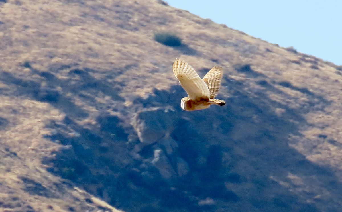 American Barn Owl - ML630889895