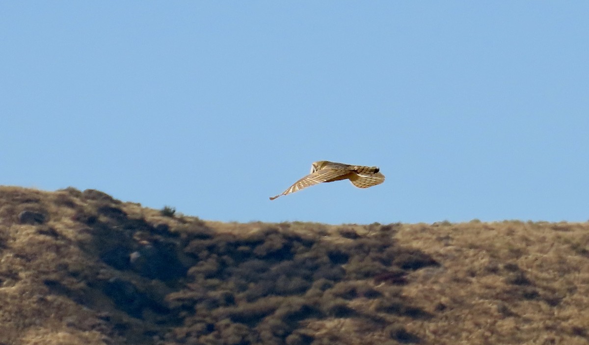 American Barn Owl - ML630889900