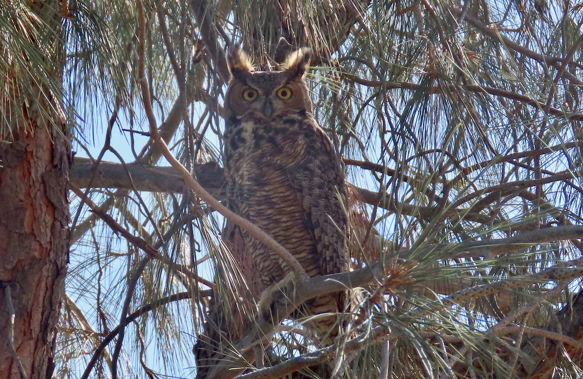 Great Horned Owl - ML630889905