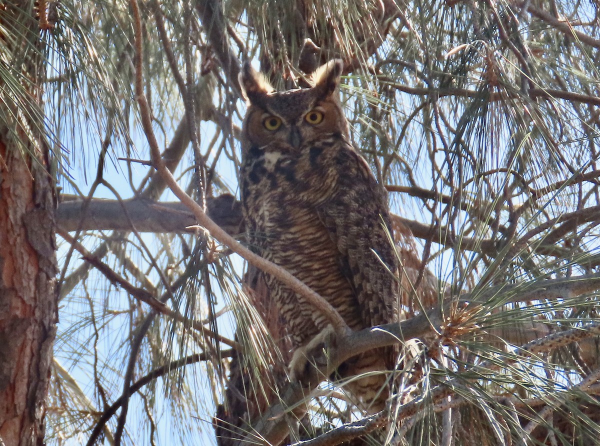 Great Horned Owl - ML630889912