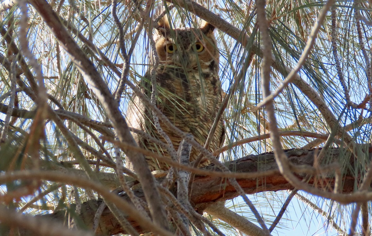 Great Horned Owl - ML630889914
