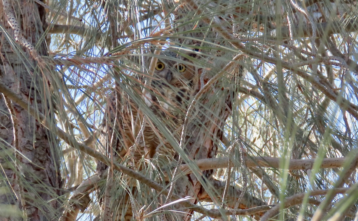 Great Horned Owl - ML630889919
