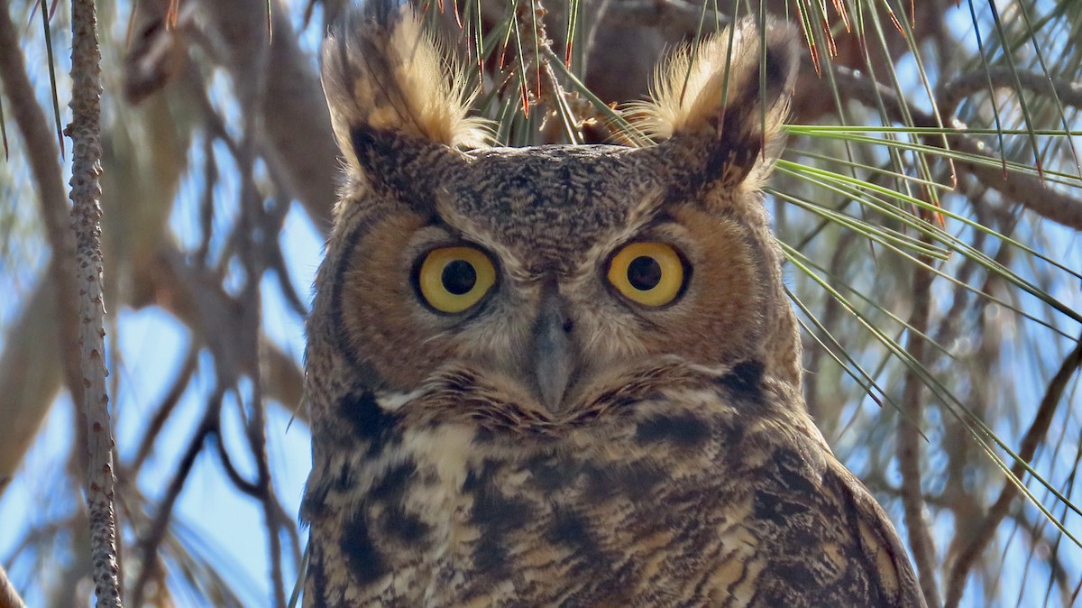 Great Horned Owl - ML630889922