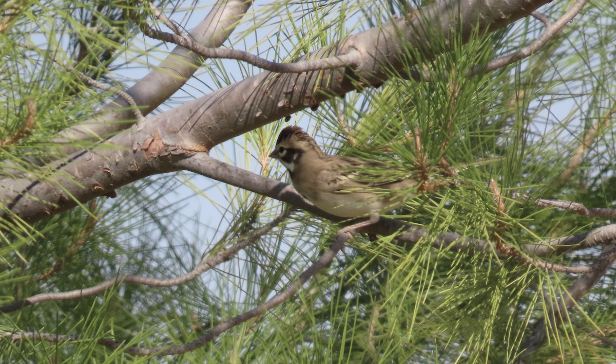 Lark Sparrow - ML630889928