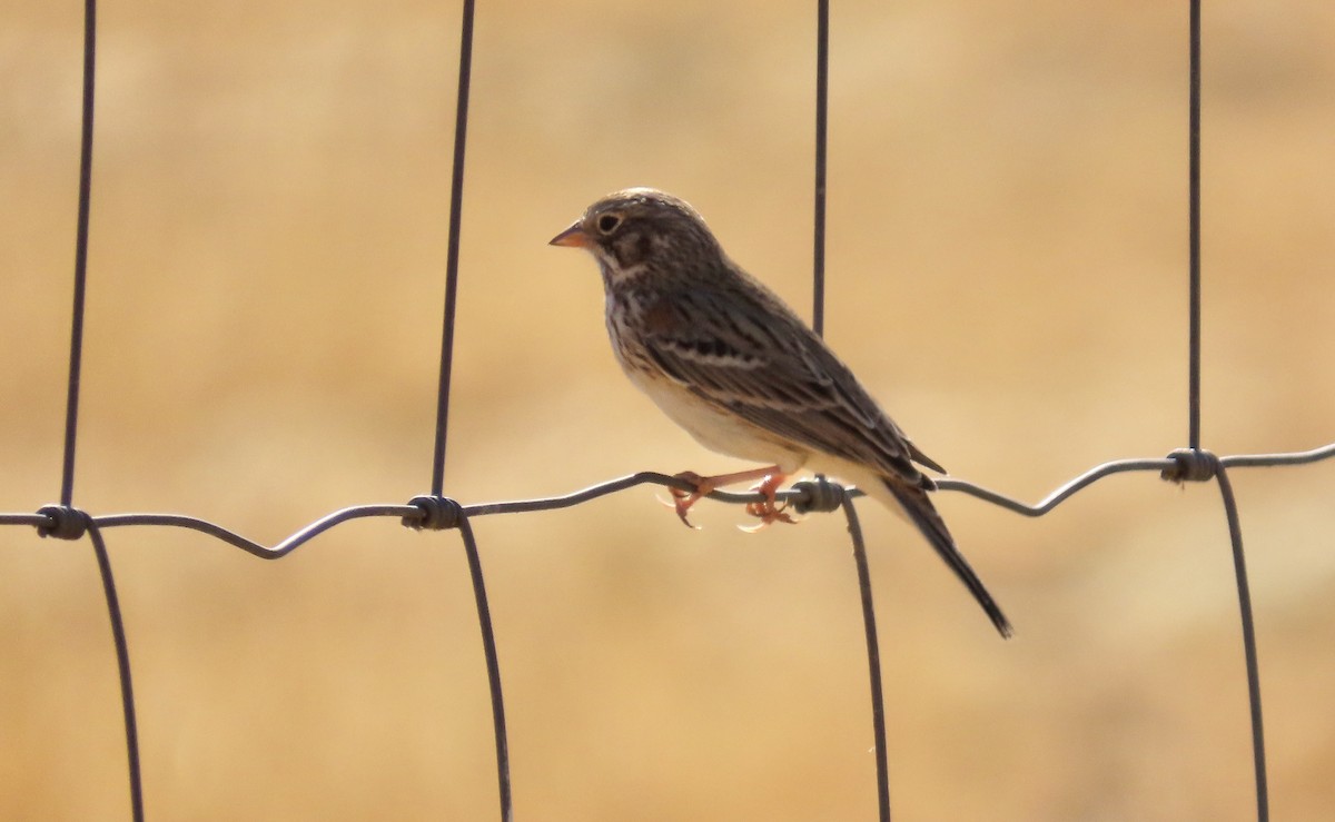 Vesper Sparrow - ML630889942