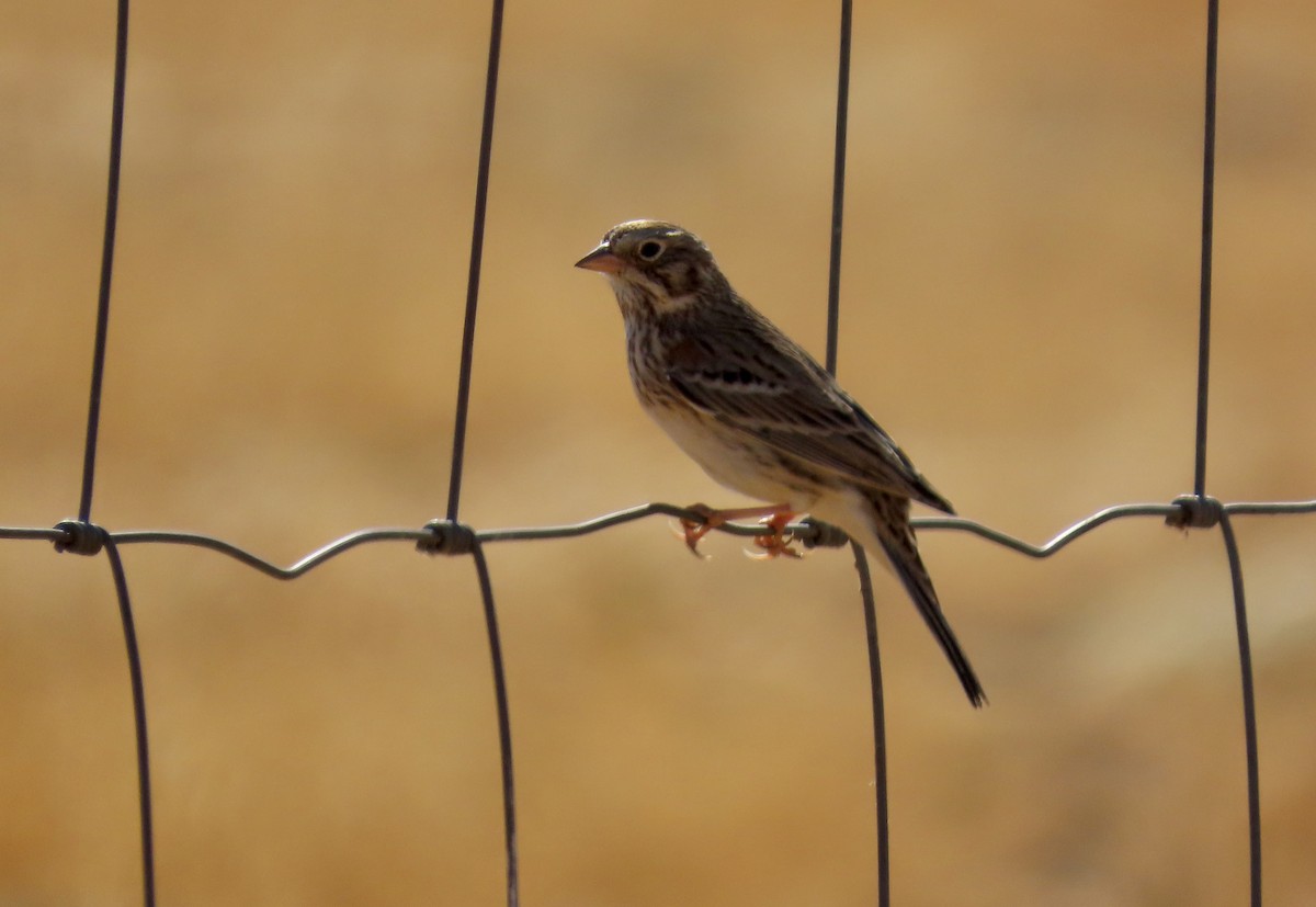 Vesper Sparrow - ML630889945