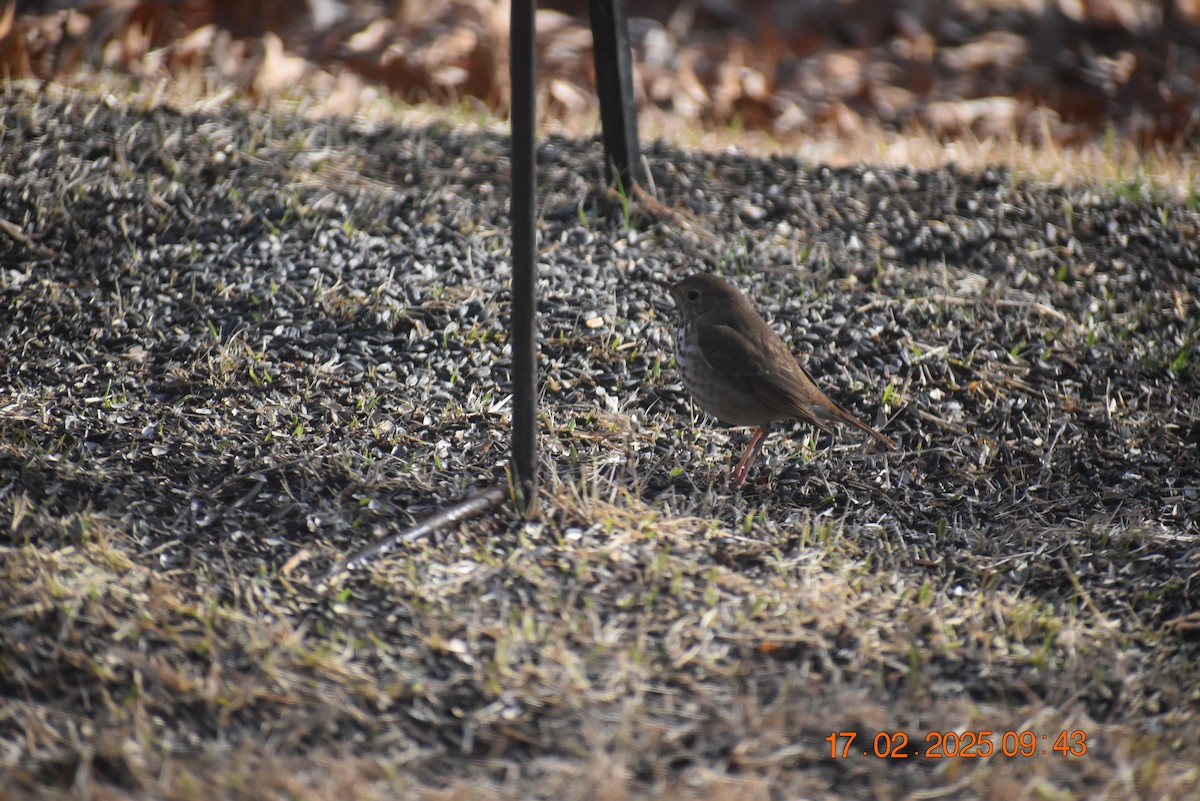 Hermit Thrush - ML630890136