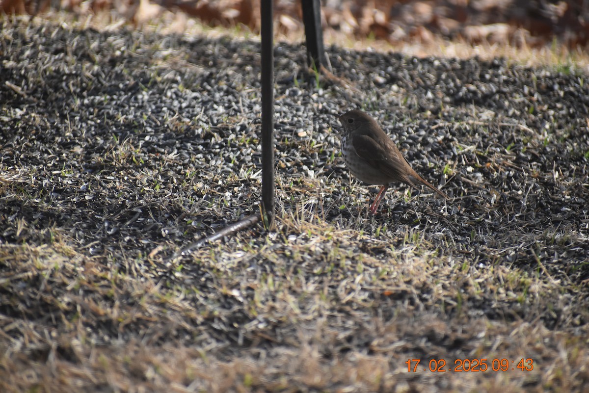 Hermit Thrush - ML630890142