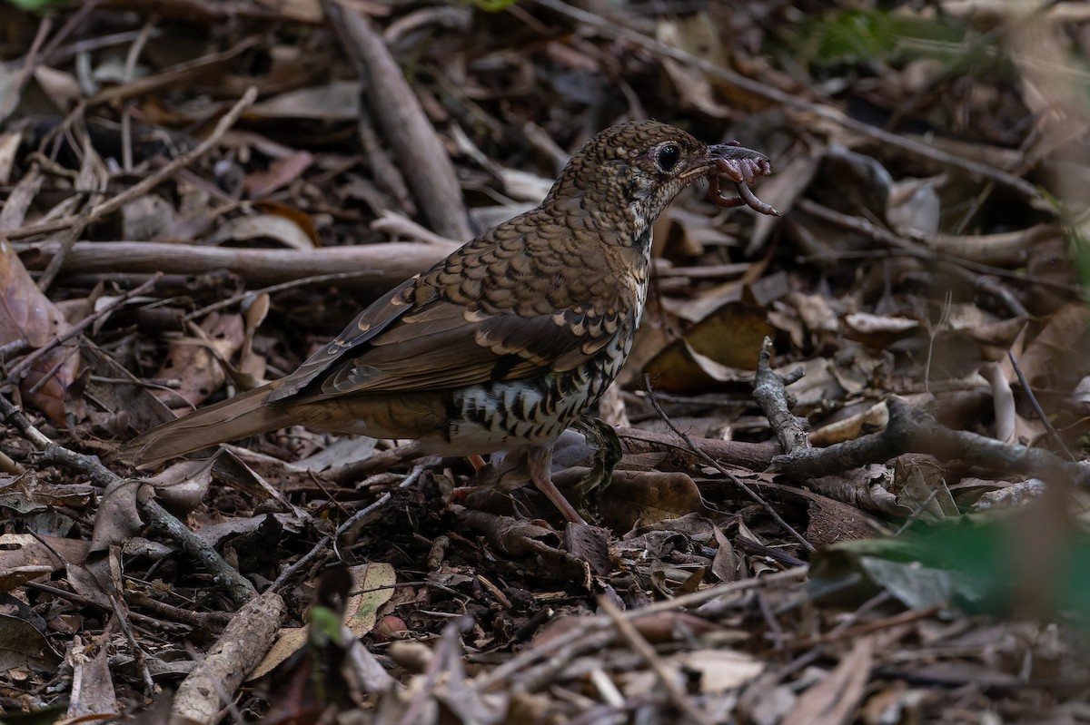 Russet-tailed Thrush - ML630890207