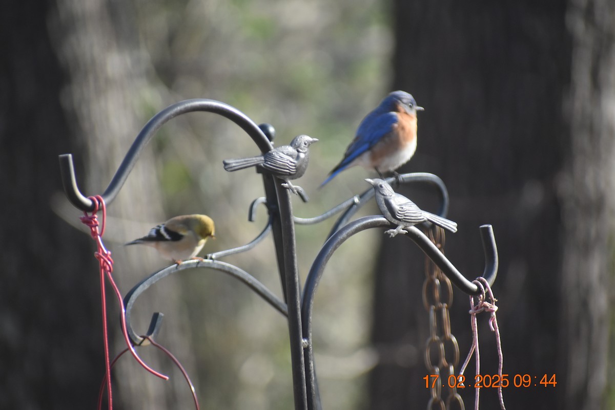 American Goldfinch - ML630890217