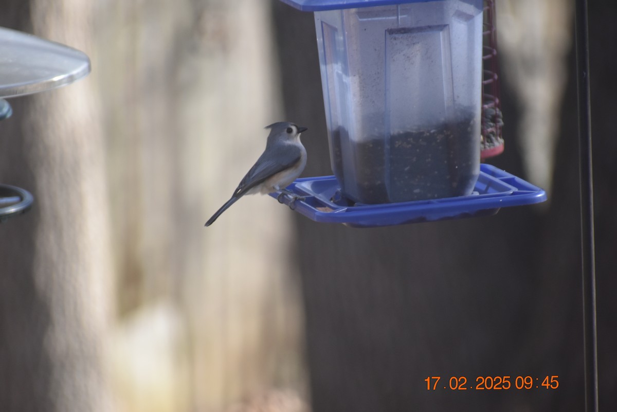 Tufted Titmouse - ML630890262