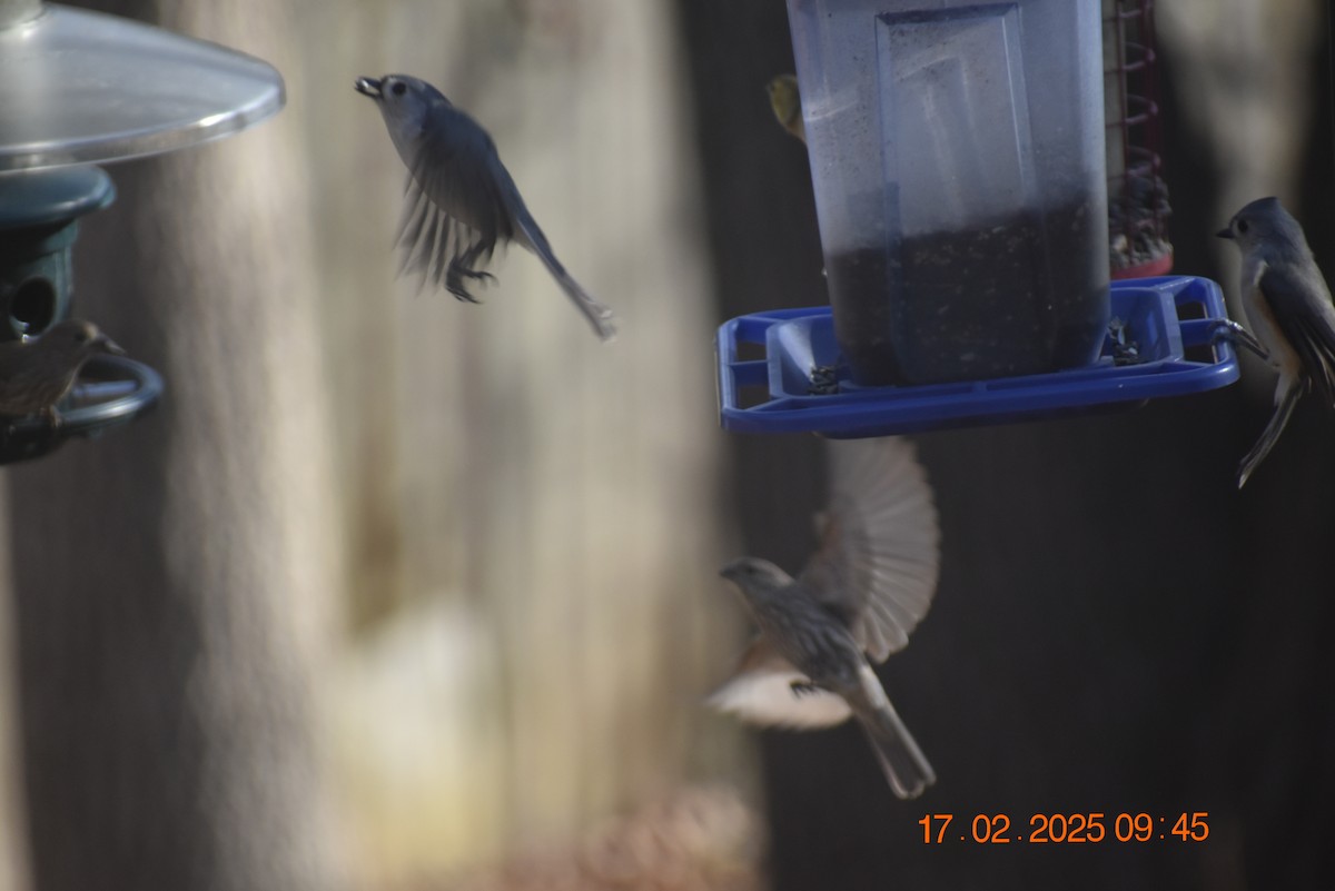 Tufted Titmouse - ML630890281