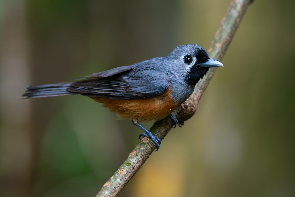 Black-faced Monarch - ML630890296