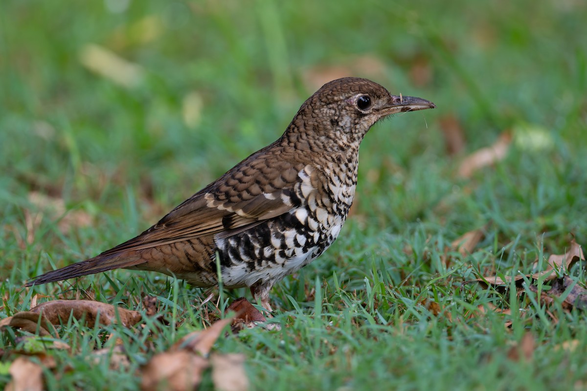 Russet-tailed Thrush - ML630890308