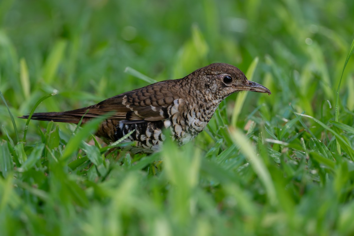 Russet-tailed Thrush - ML630890310