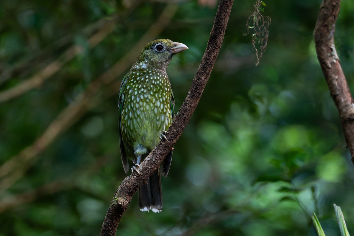 Green Catbird - ML630890318