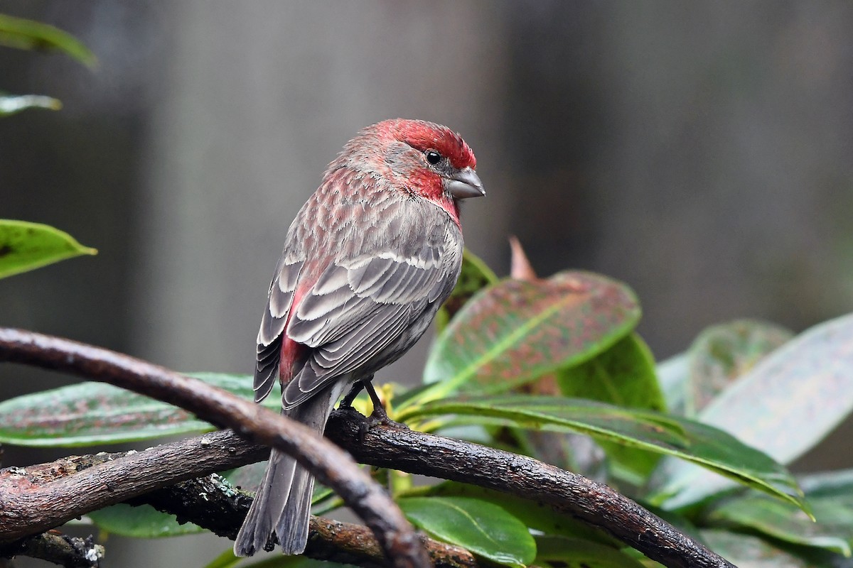 House Finch - ML630890346